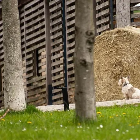 Tinyhousebeidresden In Absoluter Alleinlage Direkt Am Naturteich Grosse Terrasse Grill Und Kaminofen Juni - September Mindestmietzeit 1 Woche Sa- Sa Σπίτι διακοπών