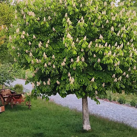 Tiny House Am Naturteich Mit Grill & Kamin - Bis 5 Personen